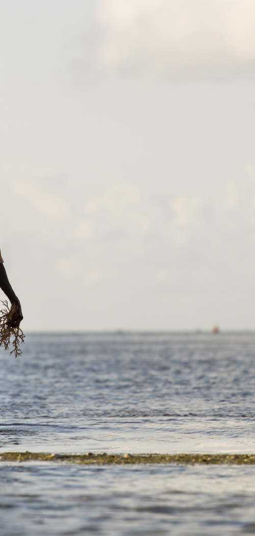 Femmes et Climat 